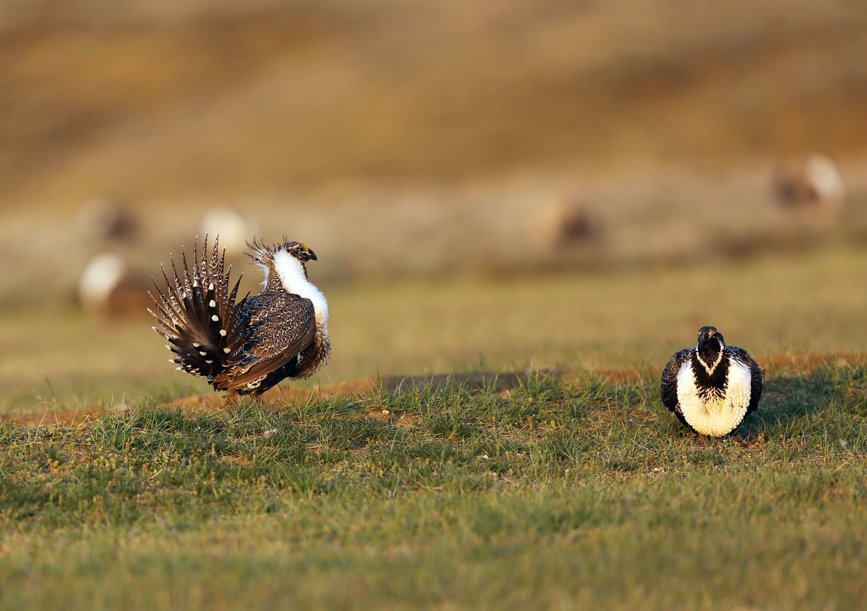 Sage Grouse